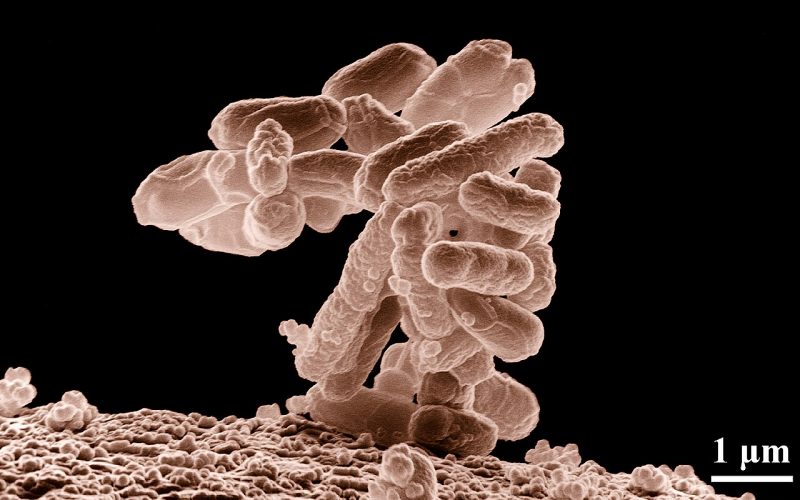 Microscope image of E. coli bacteria, a common indicator of faecal contamination in drinking water