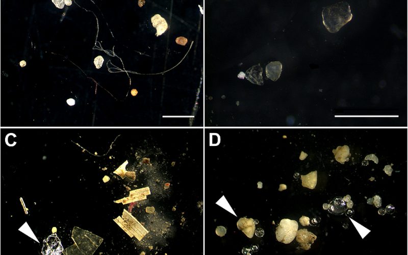 Close-up of tiny plastic fragments collected from water, showing how small microplastics can be