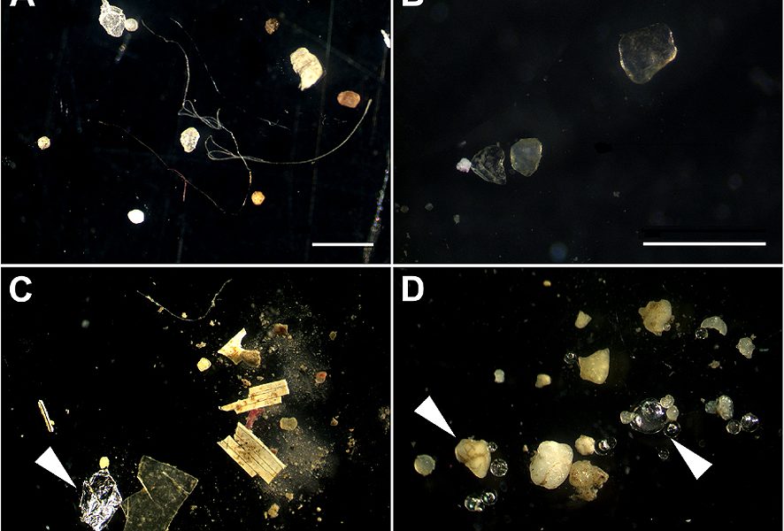 Close-up of tiny plastic fragments collected from water, showing how small microplastics can be